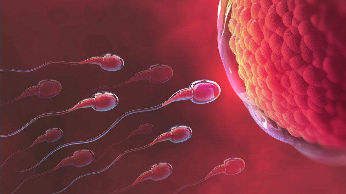 muzske sperma (1)