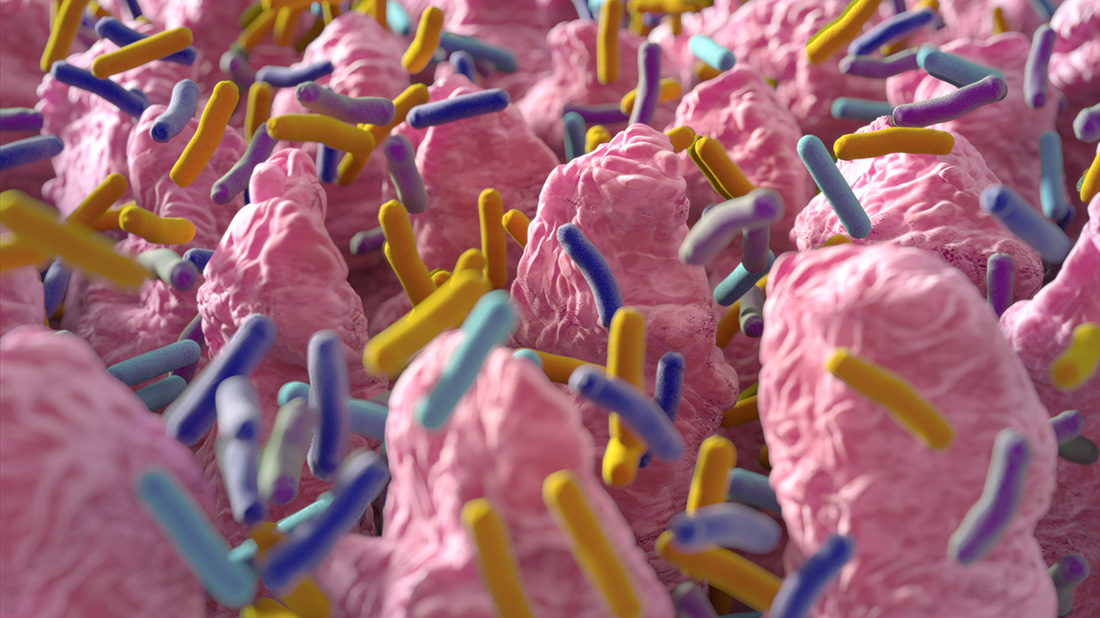Intestinal villi. Small finger-like projections that extend into